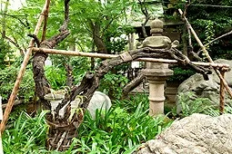 【愛宕神社の出世の階段登ってきました】運気アップの秘訣に・・・