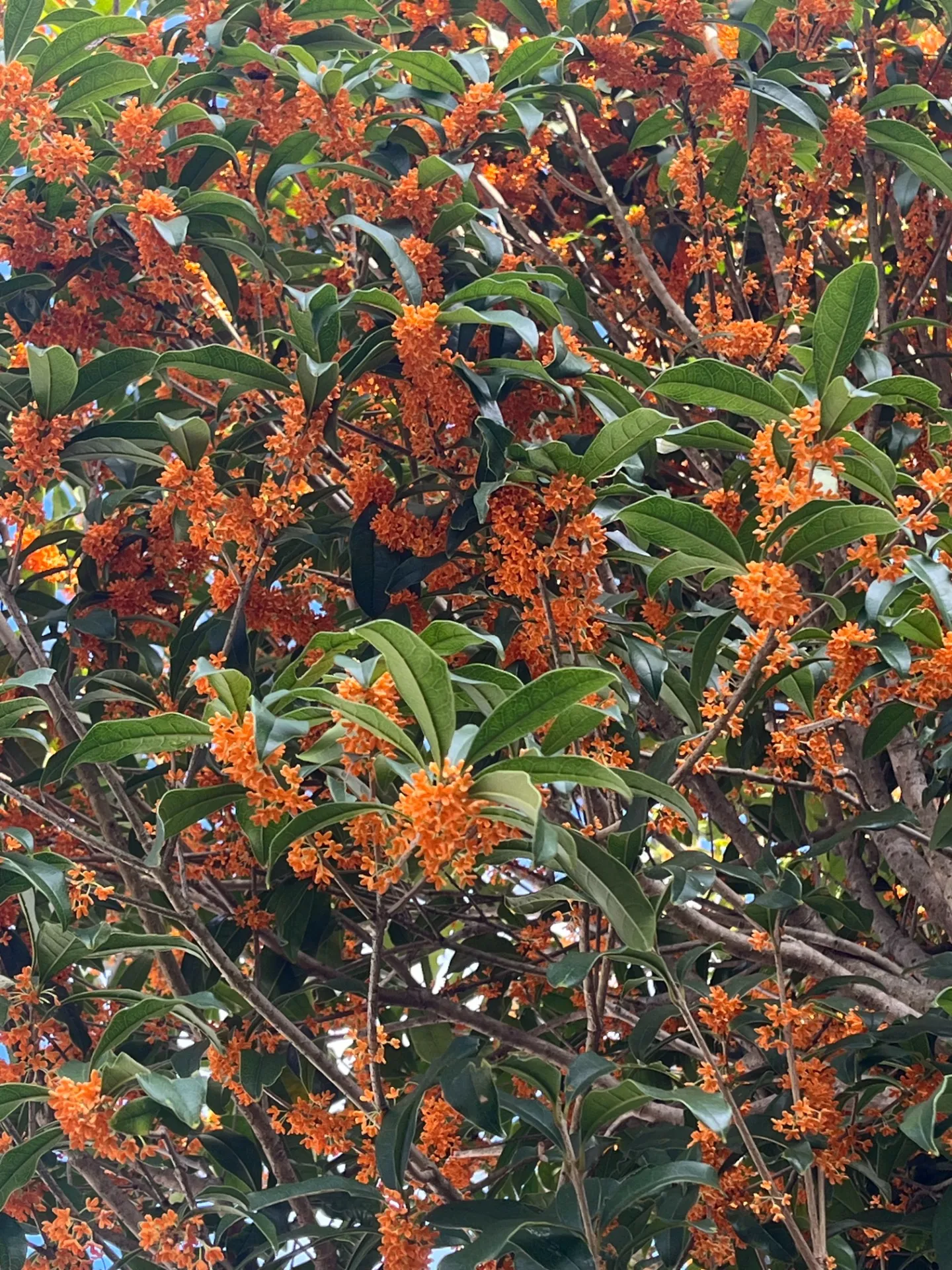 自宅の金木犀がキレイに咲きました